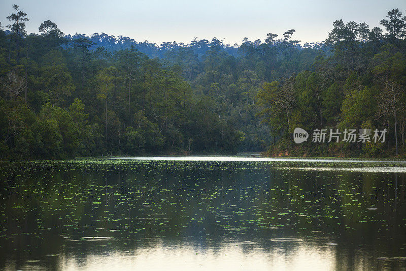 早上在泰国清迈的Baan Wat Chan，美丽的自然风景和宁静的湖景